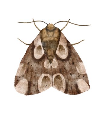 Beyaz arka planda izole edilmiş suluboya gece güvesi. Güve klasik illüstrasyonu. Gece kelebeği. Gri ve kahverengi kanatlı güve. Böcekler.