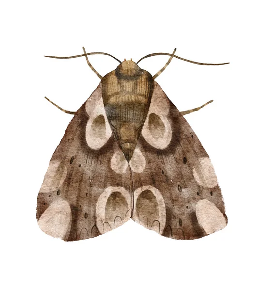 Beyaz arka planda izole edilmiş suluboya gece güvesi. Güve klasik illüstrasyonu. Gece kelebeği. Gri ve kahverengi kanatlı güve. Böcekler.