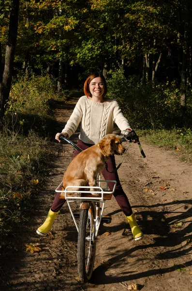 Sarı lastik çizme giyen mutlu genç bir kadın sonbahar ormanında yolun aşağısındaki sepette İngiliz cocker spaniel köpeğiyle bisiklet sürüyor. Aktif eğlence yaşam tarzı, sağlık konsepti.