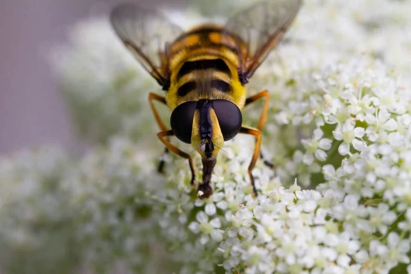 Gros plan d'une abeille mellifère sur une carotte à fleurs blanches — Photo