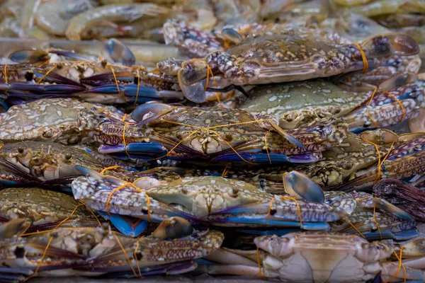 Grămadă de crabi înotători albaștri expuși într-un magazin de pescari — Fotografie, imagine de stoc