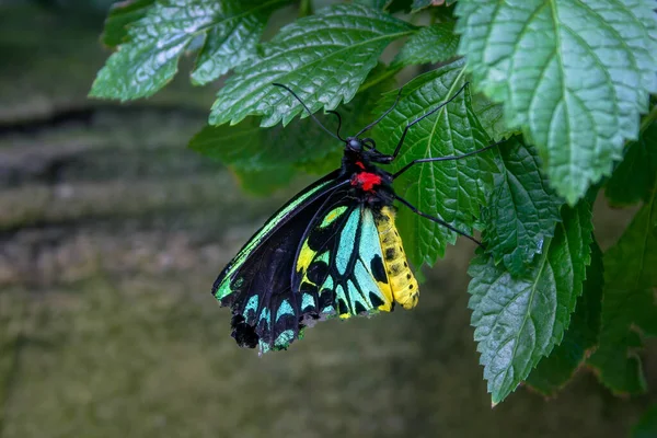 Homme Cairns oiseau papillon — Photo