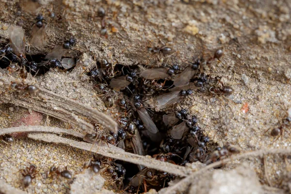 Flying Ants Lasius Niger Nest Macro Shot — 图库照片