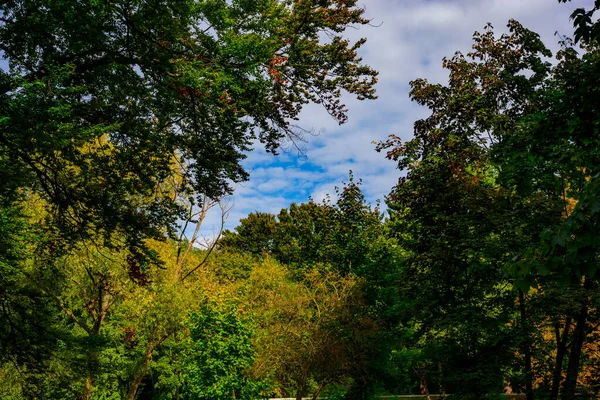 Árvores Verdes Parque Cidade — Fotografia de Stock