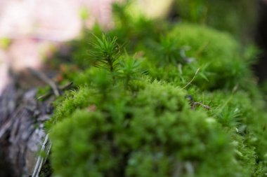 Ormanda yosun kaplı bir kaya parçası.