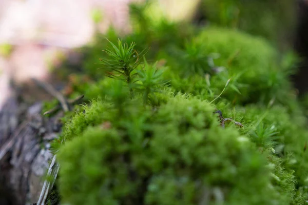 Pedra Coberta Musgo Floresta — Fotografia de Stock