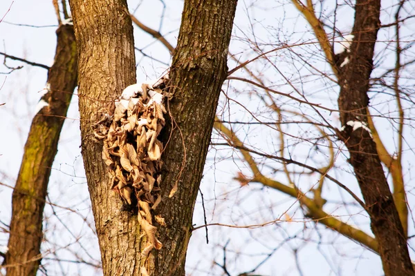 公園の木のリスの巣 — ストック写真