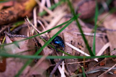 Ormandaki yaprakların üzerindeki böcek
