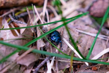 Ormandaki yaprakların üzerindeki böcek