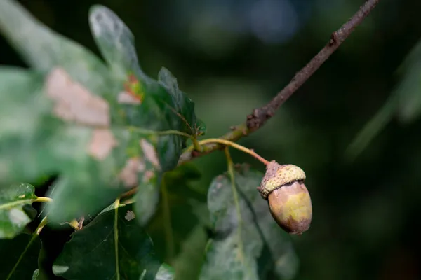 森の中のオークの葉の上のアコーンの実 — ストック写真