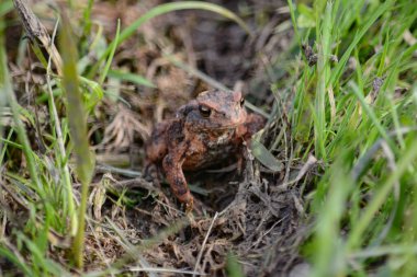 Kurbağa çimenlerde oturuyor.