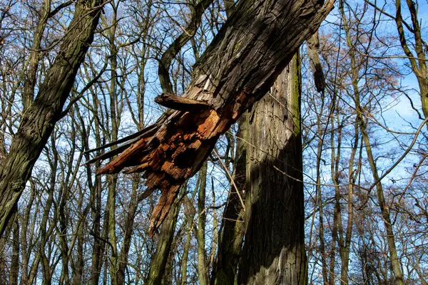 Brutna Träd Parken — Stockfoto