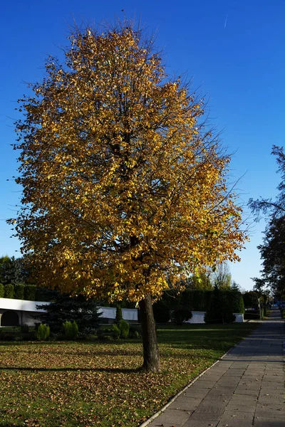 Arbores Autumnales Naturae Hortis — Fotografia de Stock