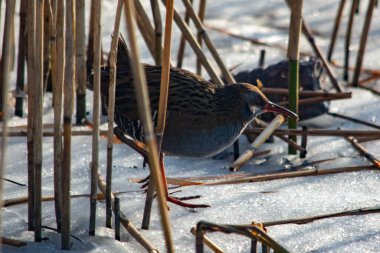 Kova kuşu donmuş gölde