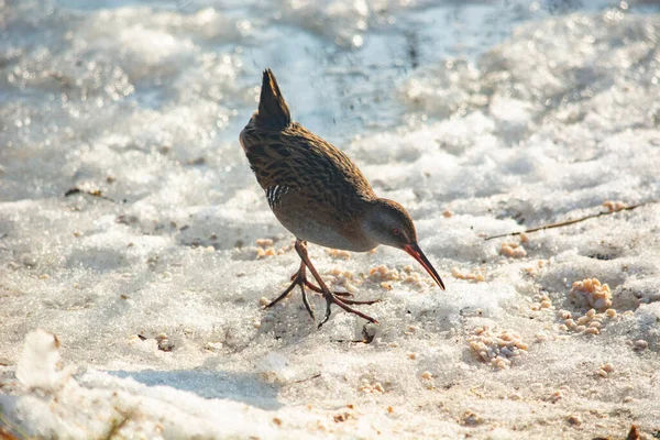 Aquarius Bird Frozen Lake — Stock Photo, Image