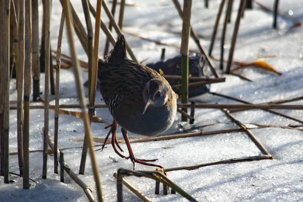 Wasservogel Auf Zugefrorenem See — Stockfoto