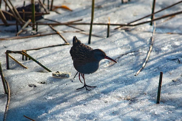 Aquarius Bird Frozen Lake — Stock Photo, Image
