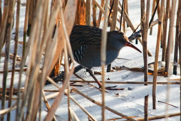 Aquarius Bird Frozen Lake — Stock Photo, Image