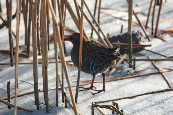 Aquarius Bird Frozen Lake — Stock Photo, Image