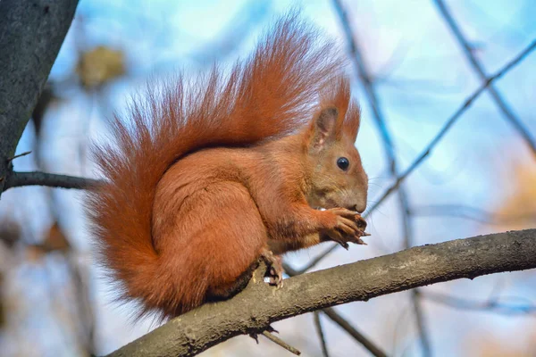 Esquilo Vermelho Uma Árvore Parque — Fotografia de Stock