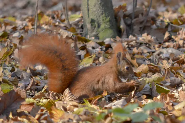 Rotes Eichhörnchen Auf Einem Baum Park — Stockfoto