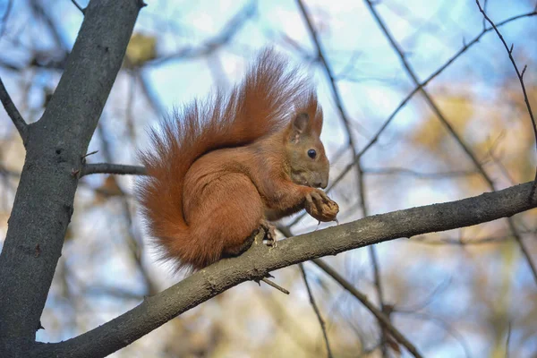 Esquilo Vermelho Uma Árvore Parque — Fotografia de Stock