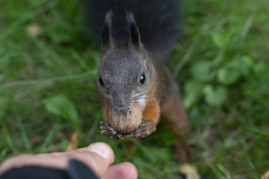 Parktaki kırmızı sincap.