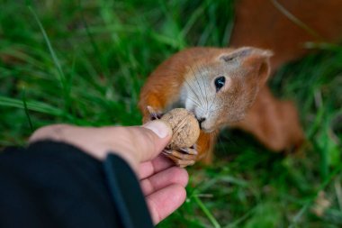 Parktaki kırmızı sincap.