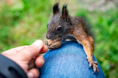 Parktaki kırmızı sincap.