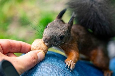 Parktaki kırmızı sincap.