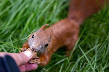Parktaki kırmızı sincap.