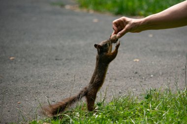 Parktaki kırmızı sincap.