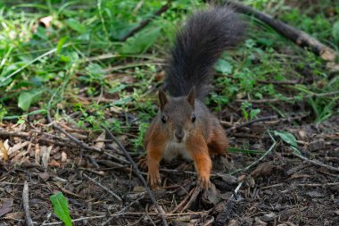 Parktaki kırmızı sincap.