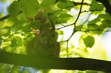 Parktaki kırmızı sincap.