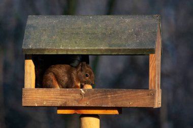 Parktaki kırmızı sincap.