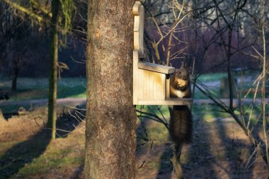 Parktaki kırmızı sincap.