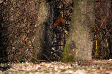 Parktaki kırmızı sincap.