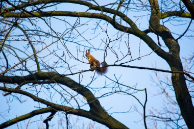 Parktaki kırmızı sincap.