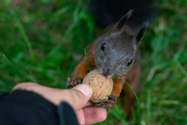 Red Squirrel Park — Stock Photo, Image