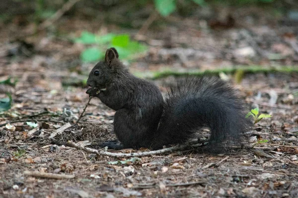 Écureuil Roux Dans Parc — Photo