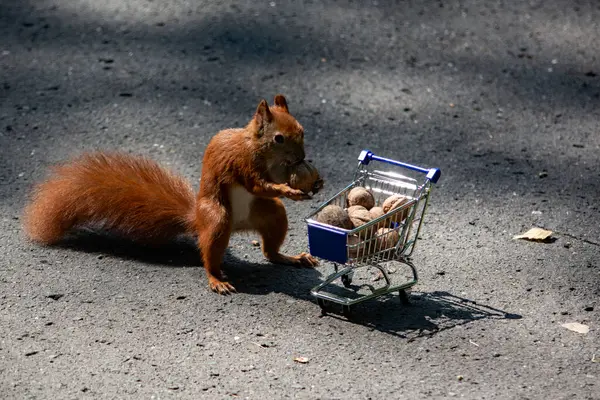 Scoiattolo Rosso Nel Parco — Foto Stock