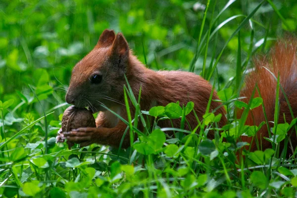 Écureuil Roux Dans Parc — Photo