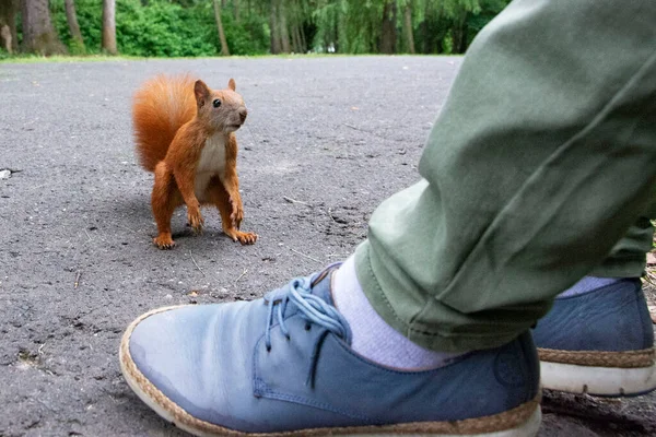 Écureuil Roux Dans Parc — Photo