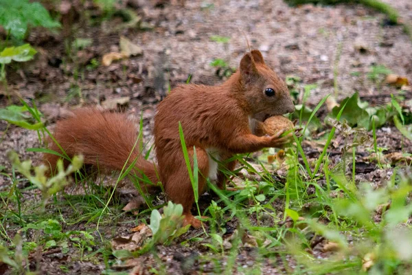Red Squirrel Park — Stock Photo, Image