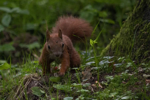 Écureuil Roux Dans Parc — Photo