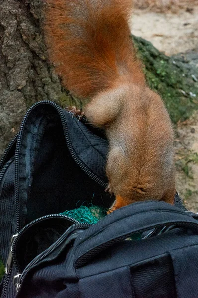 Écureuil Roux Dans Parc — Photo