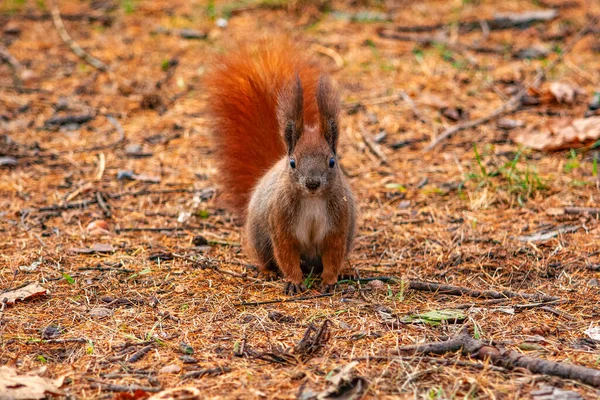 公园里的红松鼠 — 图库照片