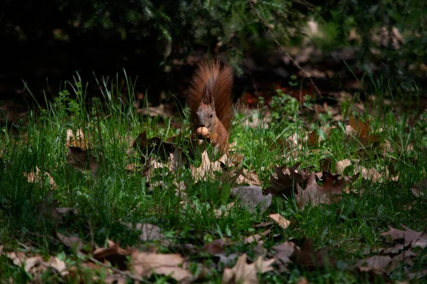 Écureuil Roux Dans Parc — Photo