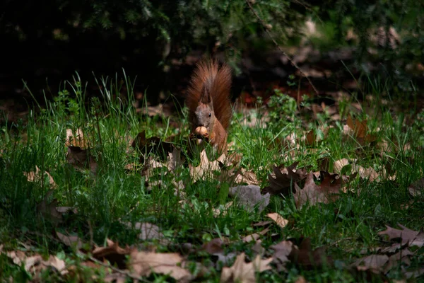 Rode Eekhoorn Het Park — Stockfoto