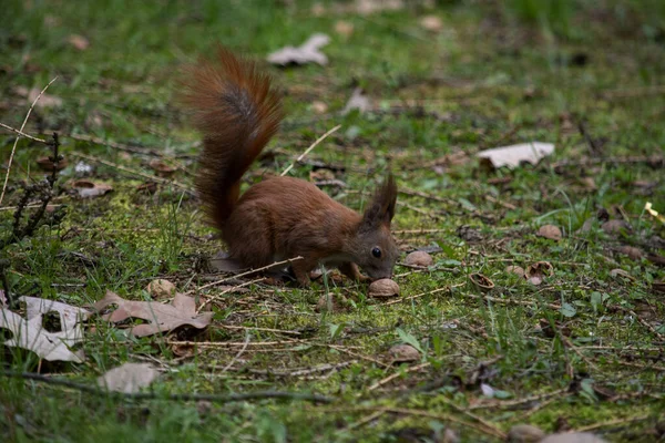 Rode Eekhoorn Het Park — Stockfoto